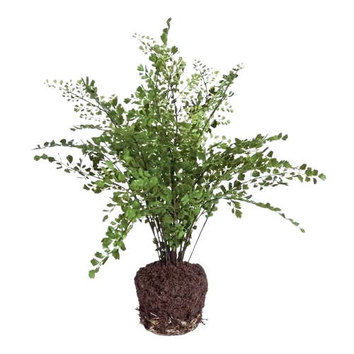 Maiden Hair Fern Drop-in, 18"