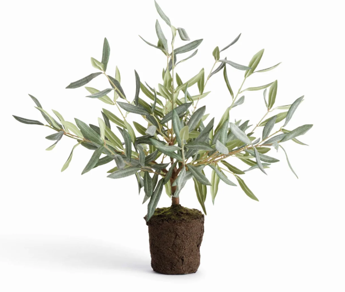 Olive Tree Drop-In 17.5"