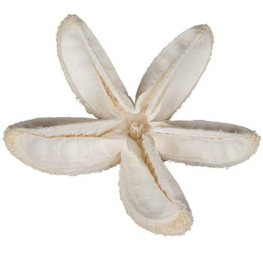 Bullet Flower Bleached
