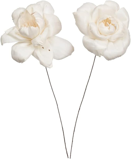 4" Dried Crocus Sola Flower