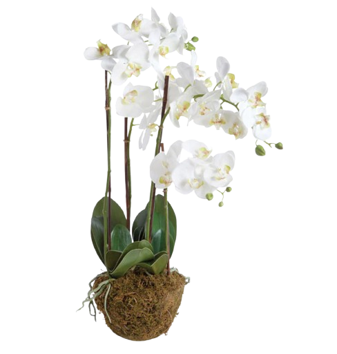 PHALAENOPSIS ORCHID DROP-IN 30"