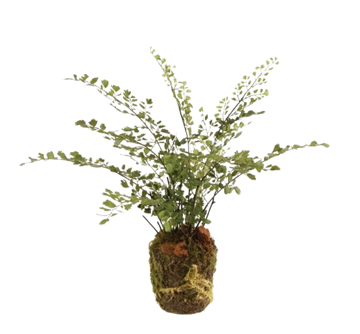 Maidenhair Drop in 13"