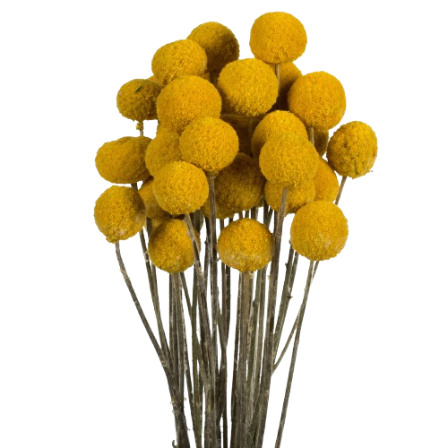 Yellow Billy Buttons ~15 stem bundle