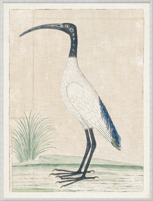 Gordon – African Sacred Ibis, 1778