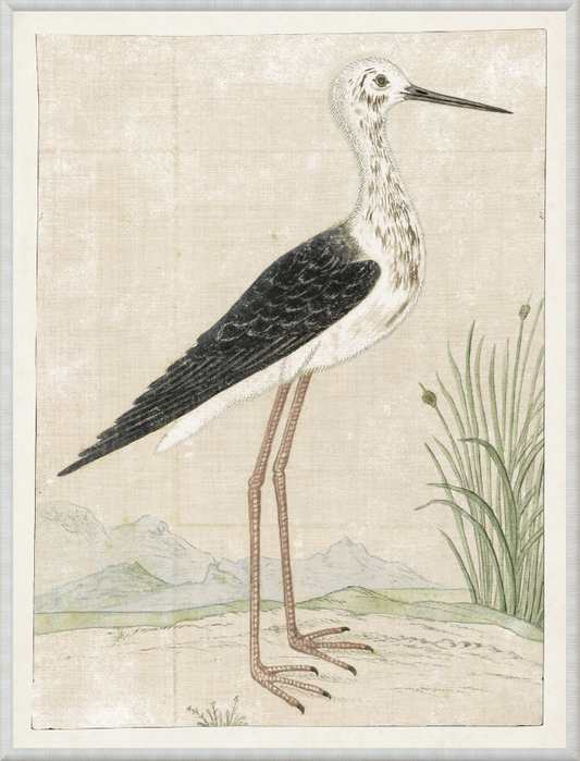 Gordon – Black Winged Stilt, 1778