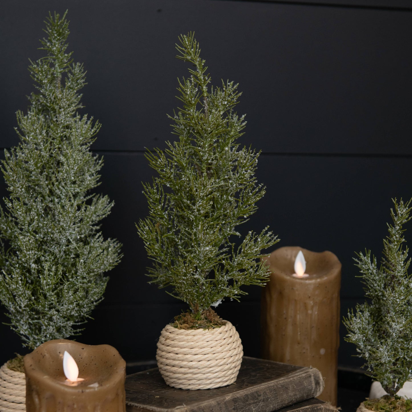 9.25" VERBIER TREE IN POT
