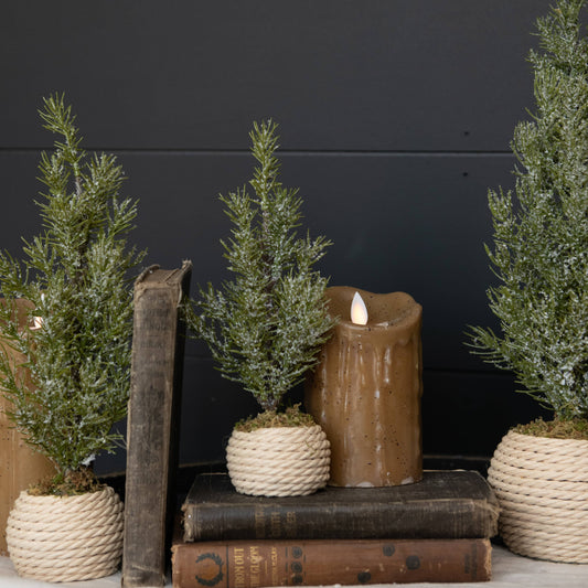 12.25"  VERBIER TREE IN POT