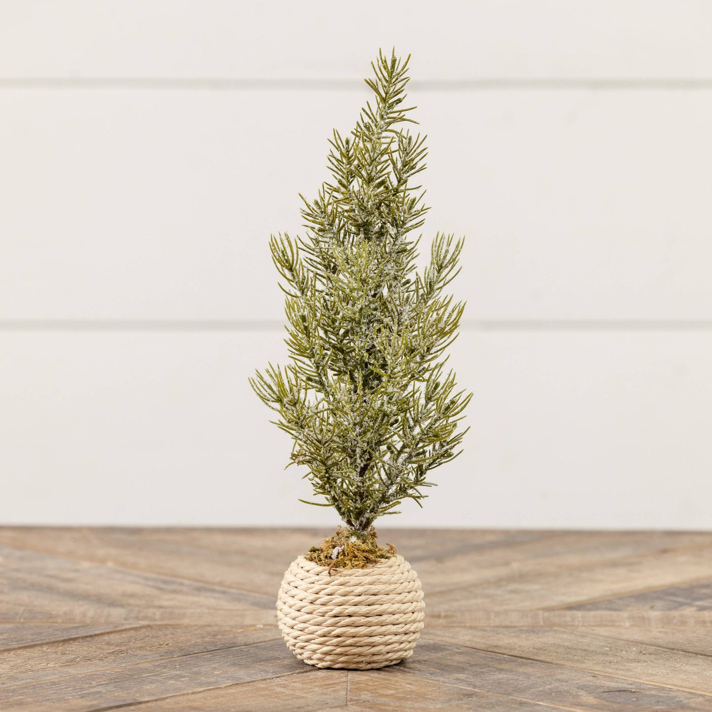 12.25"  VERBIER TREE IN POT