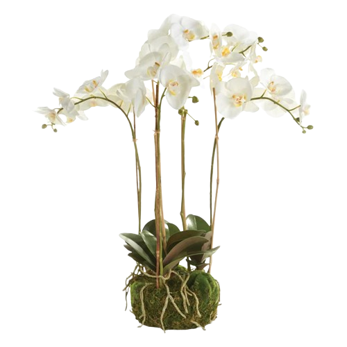 Phalaenopsis Orchid, 25"