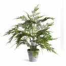Plumosa Fern Drop-In, 17"