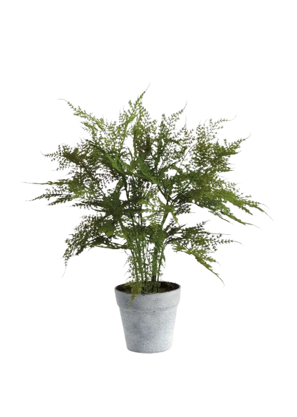 Plumosa Fern Drop-In, 17"