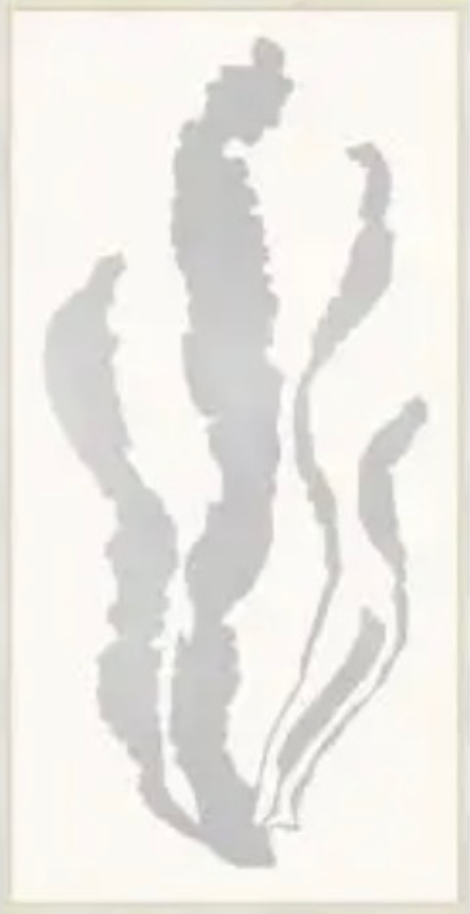 Silver Leaf Sea Grass 2