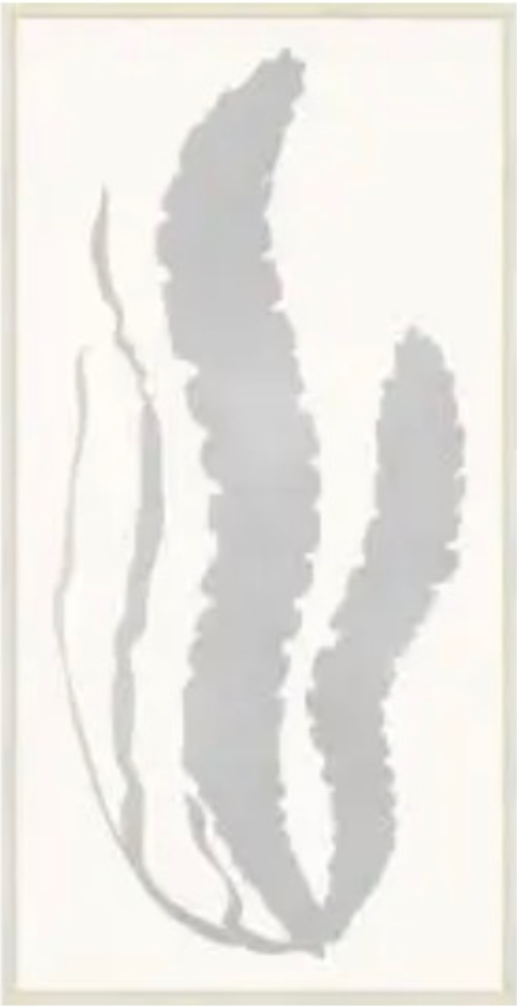 Silver Leaf Sea Grass 1
