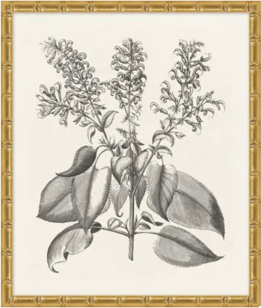Bessler Study in Neutral 10