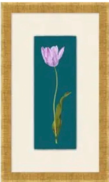 Tulipa Gesneriana 3