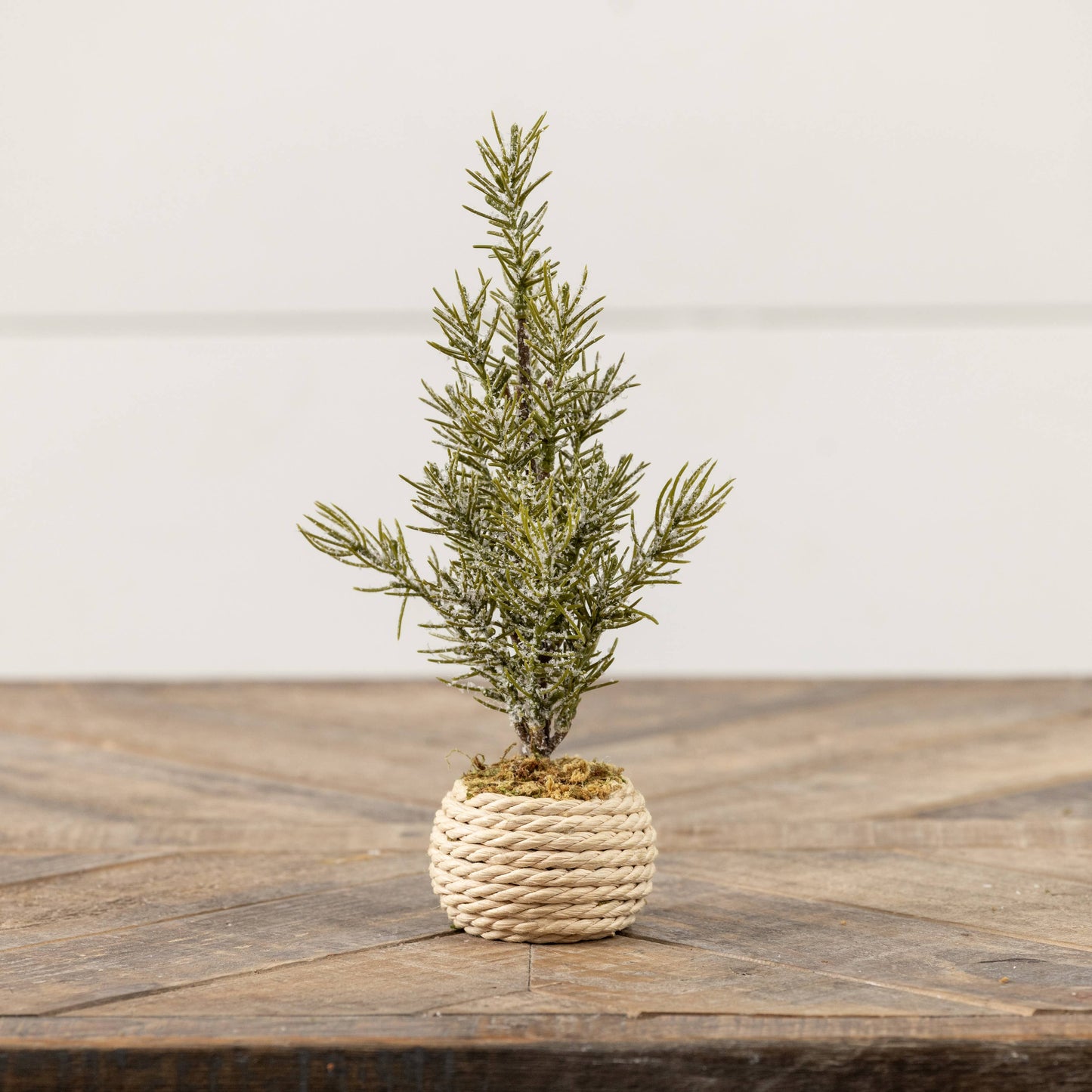 9.25" VERBIER TREE IN POT