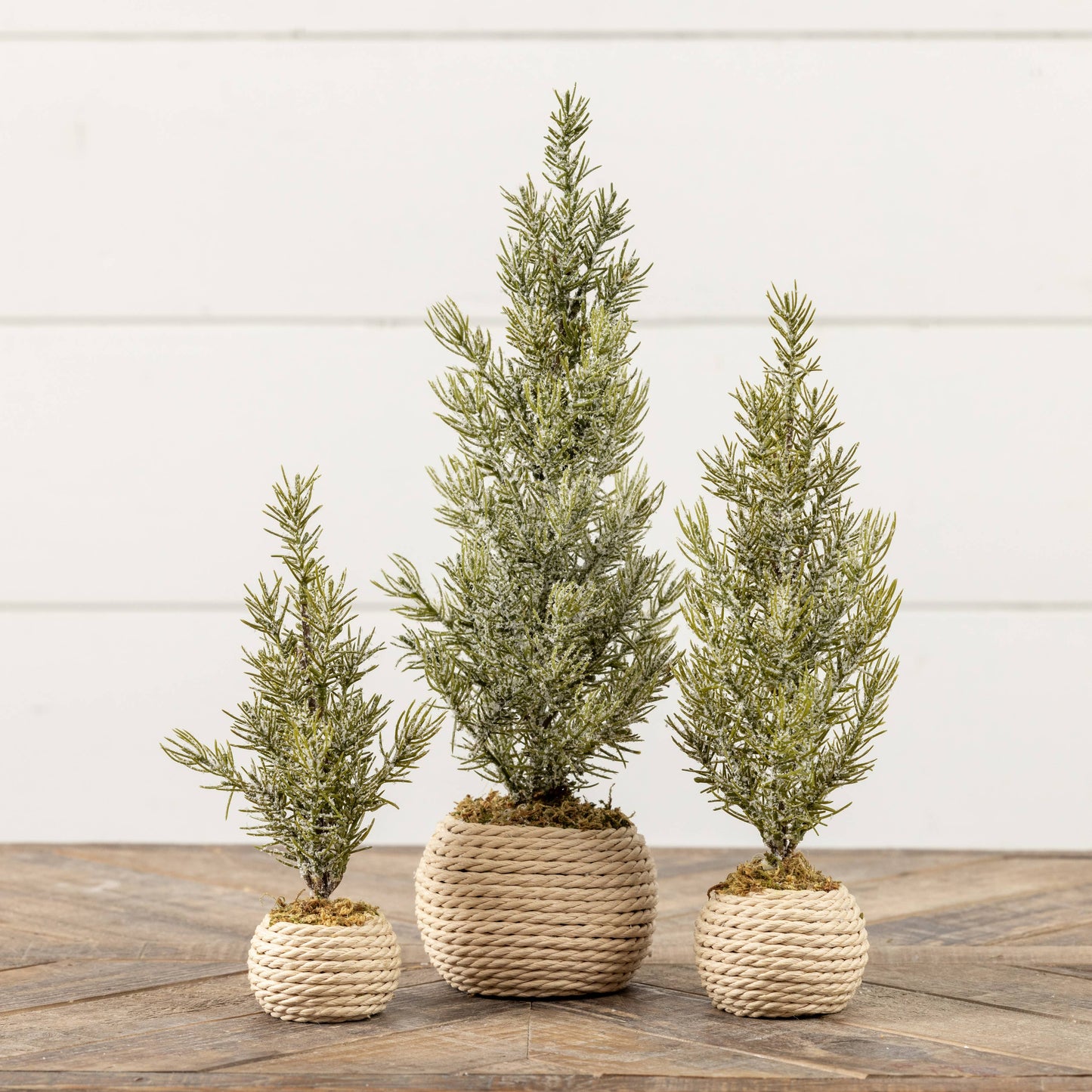 12.25"  VERBIER TREE IN POT