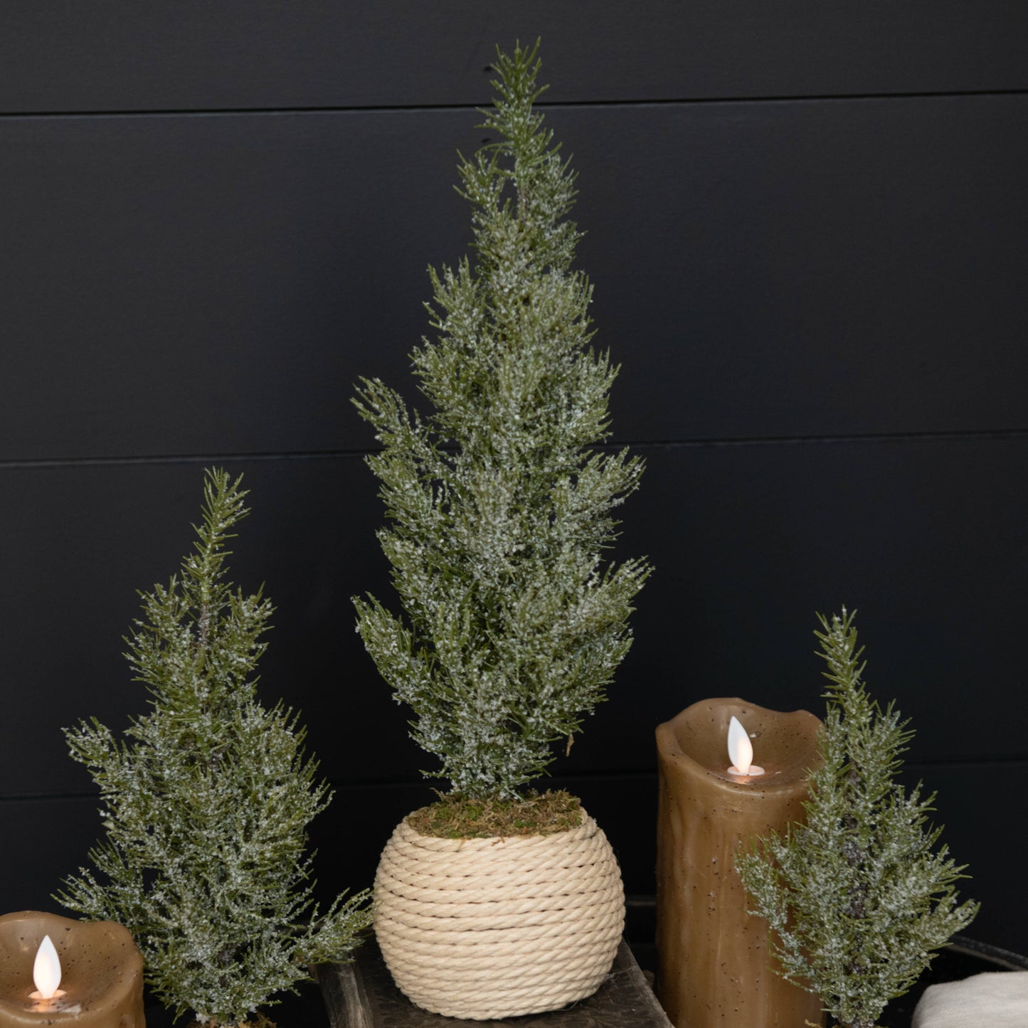 15.75" VERBIER TREE IN POT