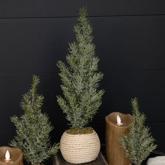 15.75" VERBIER TREE IN POT