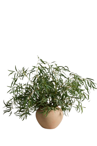 Kastanos Vase 8.75"x6.5"