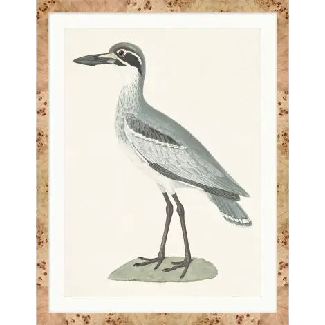 Shorebird II