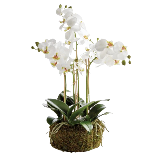 PHALAENOPSIS ORCHID BOWL DROP-IN 20"