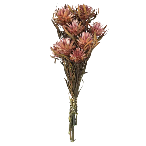 Erica Plumosum, 8 flower heads per bundle