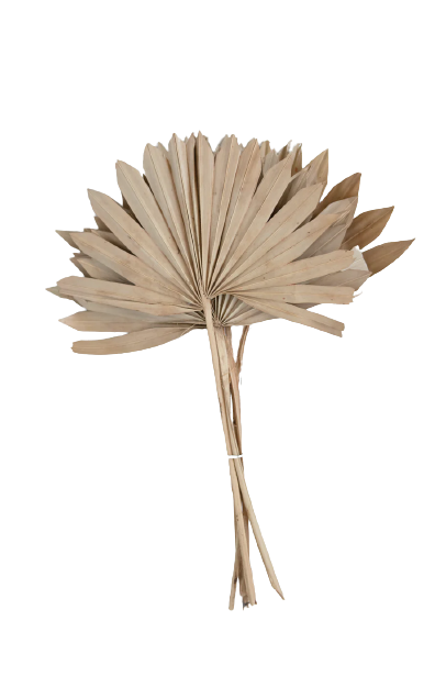 Natural Palm Bunch